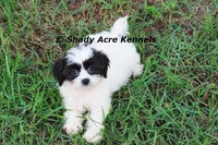 Madam, a female Shichon for sale in Macon, GA – 1 of 8