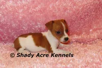 Smooth Shorty Cheela, a female Jack Russell Terrier for sale in Macon, GA – 8 of 10
