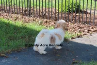 Girrett--Parent pics too, a male Mal Shi for sale in Macon, GA – 7 of 10