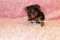 Bloxie-both parents are <5 lbs., a female Yorkshire Terrier for sale in Macon, GA – 6 of 9