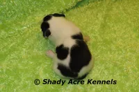 Indy--Splash with a Haggerty Spot, a male Boston Terrier for sale in Macon, GA – 7 of 7