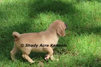 Bebby, a male Puggle for sale in Macon, GA – 4 of 10