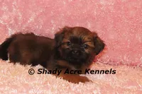 Kinsley, a female Shih Tzu for sale in Macon, GA – 8 of 8