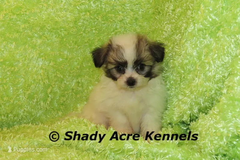McCavity – Shichon puppy for sale in Macon, GA