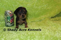 Dapple Yates, a male Miniature Dachshund for sale in Macon, GA – 6 of 10