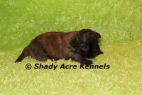 Gindhi, a male Mal Shi for sale in Macon, GA – 7 of 7