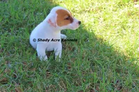 Short, Smooth Android--Parent pics too, a male Jack Russell Terrier for sale in Macon, GA – 3 of 9