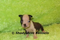 Magnet--ready to go 11-2, a male Boston Terrier for sale in Macon, GA – 5 of 7