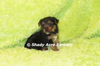 Budges----AKC registerable, a male Yorkshire Terrier for sale in Macon, GA – 3 of 10