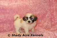 Mae, a female Shichon for sale in Macon, GA – 10 of 10