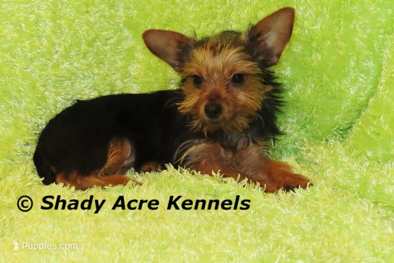 Frederick--5lbs – Yorkshire Terrier puppy for sale in Macon, GA