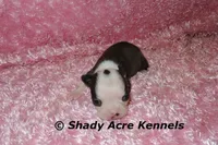 Duchess with Haggerty Spot, a female Boston Terrier for sale in Macon, GA – 5 of 6