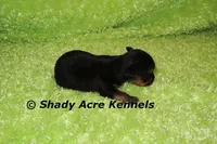 SeaDog, a male Yorkshire Terrier for sale in Macon, GA – 4 of 6