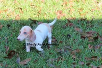 Yang-Parent pics too, a male Miniature Dachshund for sale in Macon, GA – 8 of 10