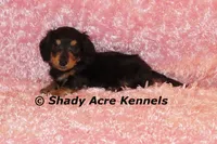 Long coat Lola--AKC registerable, a female Miniature Dachshund for sale in Macon, GA – 4 of 7