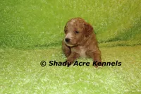 F1b MINI Landon--average weight 30lbs, a male Miniature Goldendoodle for sale in Macon, GA – 8 of 9