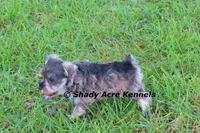 Esdras--smaller than average, a male Miniature Schnauzer for sale in Macon, GA – 9 of 10