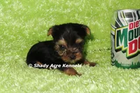 AKC Cecil-average < 4lb--Parent pics listed, a male Yorkshire Terrier for sale in Macon, GA – 5 of 9