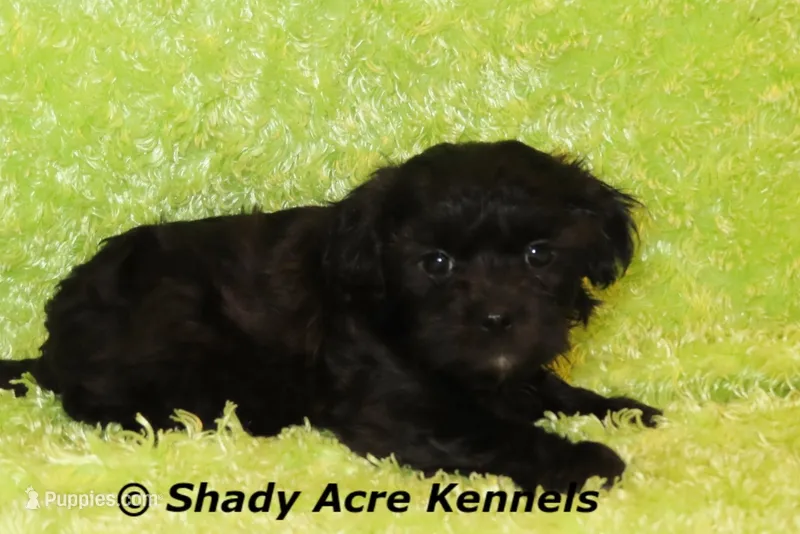 William – Shihpoo puppy for sale in Macon, GA