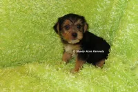 AKC Buick, a male Yorkshire Terrier for sale in Macon, GA – 6 of 6