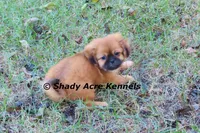 Firston--Parent pics too, a male Shih Tzu for sale in Macon, GA – 3 of 8