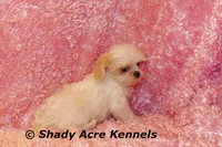 Dianna-mature weight 5-7 lb, a female Mal Shi for sale in Macon, GA – 3 of 7