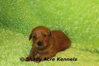 F1b MINI Lazy--average weight 30lbs, a male Miniature Goldendoodle for sale in Macon, GA – 7 of 10