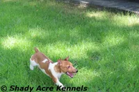 Elbert, a male Jack Russell Terrier for sale in Macon, GA – 4 of 8