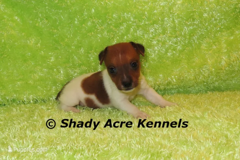 Smooth Shorty Chetan – Jack Russell Terrier puppy for sale in Macon, GA