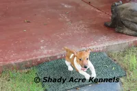 Elbert, a male Jack Russell Terrier for sale in Macon, GA – 8 of 8