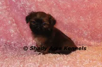 Kinsley, a female Shih Tzu for sale in Macon, GA – 6 of 8