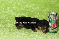 AKC Cecil-average < 4lb--Parent pics listed, a male Yorkshire Terrier for sale in Macon, GA – 4 of 9