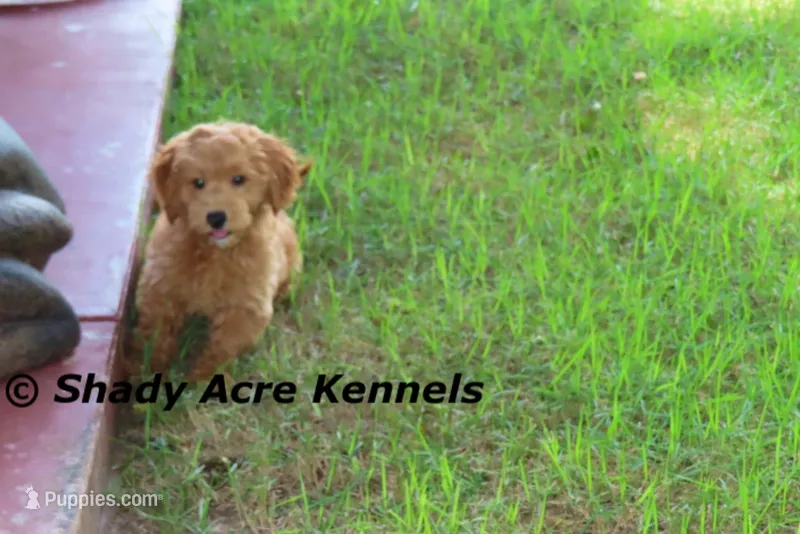 F1b Mini--No Shed-not all are non shed – Miniature Goldendoodle puppy for sale in Macon, GA