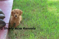 F1b Mini Golden Laroy--average weight 30#, a male Miniature Goldendoodle for sale in Macon, GA – 3 of 8