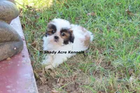 Killer--Parent pics too, a male Shih Tzu for sale in Macon, GA – 4 of 10