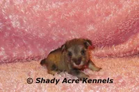 Esther, a female Miniature Schnauzer for sale in Macon, GA – 4 of 9