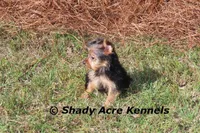 Teeny Tiny Odie, a male Yorkshire Terrier for sale in Macon, GA – Photo 6 of 6