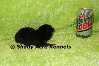 Odie-Ready 3-19-AKC registration available, a male Yorkshire Terrier for sale in Macon, GA – Photo 9 of 10