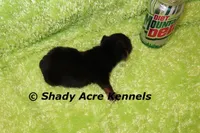 Odie-Ready 3-19-AKC registration available, a male Yorkshire Terrier for sale in Macon, GA – Photo 4 of 10