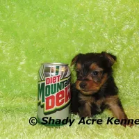 Teeny Tiny Odie-Ready 3-19-AKC registration available, a male Yorkshire Terrier for sale in Macon, GA – Photo 3 of 8