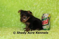 Teeny Tiny Odie, a male Yorkshire Terrier for sale in Macon, GA – Photo 2 of 6