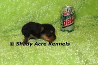 Odie-Ready 3-19-AKC registration available, a male Yorkshire Terrier for sale in Macon, GA – Photo 6 of 10