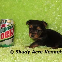 Teeny Tiny Odie-Ready 3-19-AKC registration available, a male Yorkshire Terrier for sale in Macon, GA – Photo 5 of 8