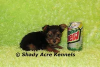 Teeny Tiny Odie, a male Yorkshire Terrier for sale in Macon, GA – Photo 5 of 6