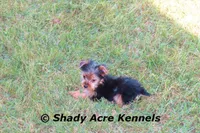 Teeny Tiny Odie, a male Yorkshire Terrier for sale in Macon, GA – Photo 3 of 6