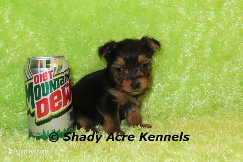 Odie-Ready 3-19-AKC registration available