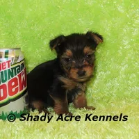 Teeny Tiny Odie-Ready 3-19-AKC registration available, a male Yorkshire Terrier for sale in Macon, GA – Photo 1 of 8