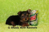 Teeny Tiny Odie, a male Yorkshire Terrier for sale in Macon, GA – Photo 3 of 6