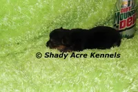 Odie-Ready 3-19-AKC registration available, a male Yorkshire Terrier for sale in Macon, GA – Photo 7 of 10