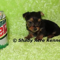 Teeny Tiny Odie-Ready 3-19-AKC registration available, a male Yorkshire Terrier for sale in Macon, GA – Photo 4 of 8